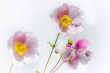 Pale pink flower Japanese anemone, close-up