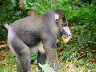 mandrill