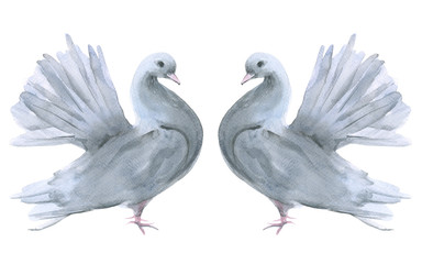 Two dove. Isolated on white background.