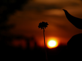 Blume beim Sonnenuntergang