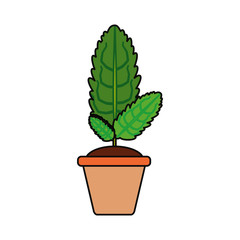 Plant in pot icon vector illustration graphic design