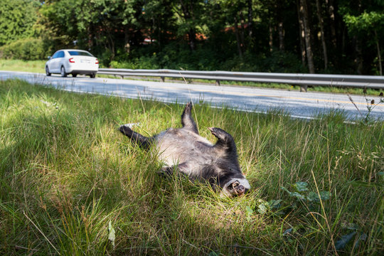 Dead badger killed by car, car driving in background horizontal image