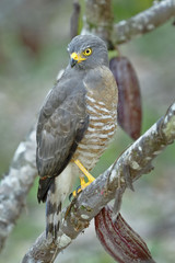 Gavilan pollero (Buteo magnirostris occiduus)