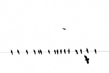 crows on an electric wire, black and white