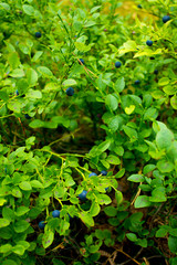 Blueberries in natural surroundings in eastern Finland