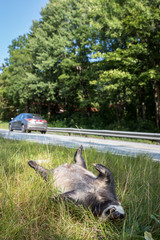 Dead badger killed by car, car driving in background vertical image