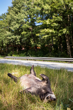 Dead badger killed by car, the road in the background, vertical image