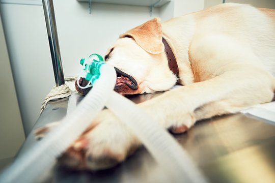 Old dog in animal hospital