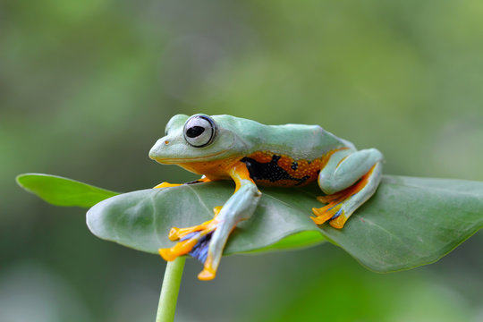 Tree frog, frogs, tree frog on branch