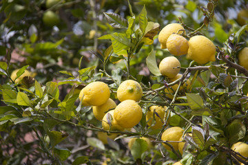 Lemon Tree