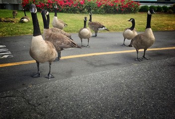 Canadian Geese on Bike Path