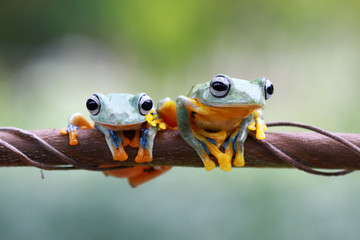 Tree frog, frogs, tree frog on branch