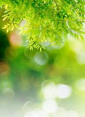 The branches and leaves are green on a white background,Clipping Path.