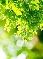 Fototapeta premium The branches and leaves are green on a white background,Clipping Path.
