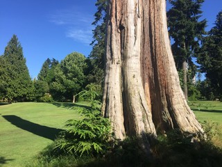 Large tree stump on a beautiful day
