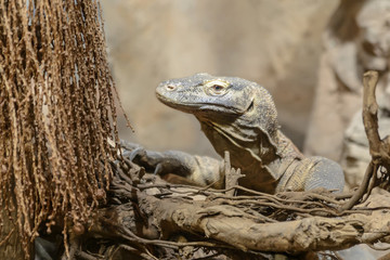 Reptile Komodo Varan peeps out from behind the branches of a tree