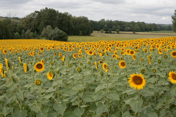 Naklejka premium Sunflower field