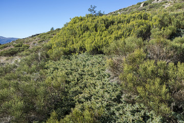 Fototapeta premium Padded brushwood (Cytisus oromediterraneus and Juniperus communis) near Hornillo Stream, in Guadarrama Mountains National Park, Spain