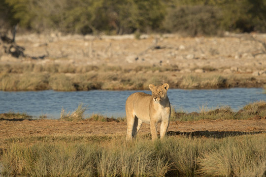 Lioness at Gaob waterhole, Etosha, Namibia