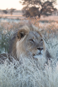 Kalaharo lion, Kgalagadi National Park, South Africa