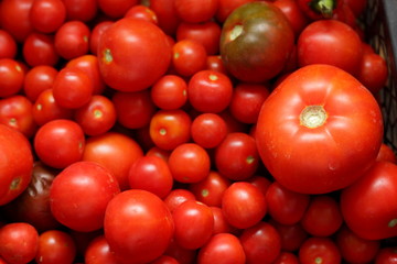 The harvested tomato harvest in the box