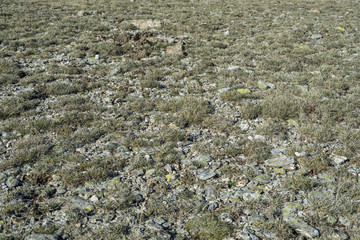 Alpine grasslands of Fescue (Festuca indigesta) located between the Pico del Nevero (Snowfield Peak; 2.209 metres) and Navafria Mountain Pass (1.774 m), in Guadarrama Mountains National Park, Spain