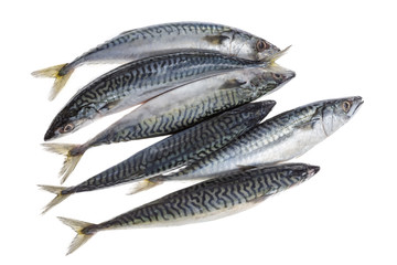 Fish mackerel in group on white background