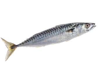 Freshly fishing squidback from the market ready to cook isolated on white background