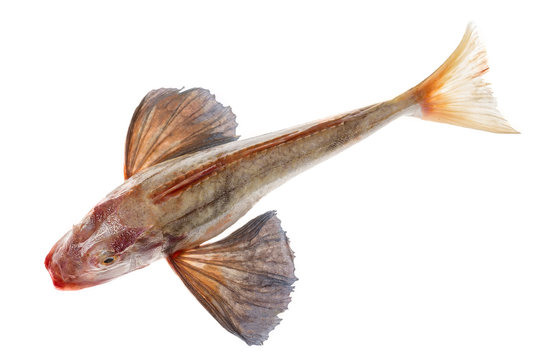 Whole single red tub gurnard fish with spread fins like flying on white background