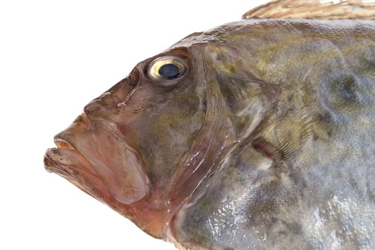 Close up San Pierre Fish in front of white background Zeus Faber John Dory