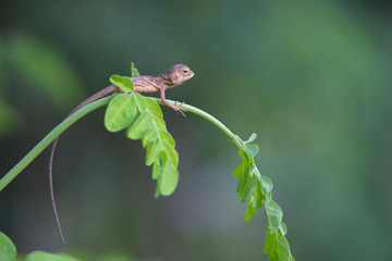Young lizard climbs on  moringa leaves.
