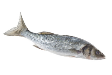 close up Fresh fish mullet half lenght isolated on white background