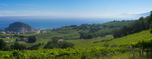 Vineyards on the coast of Getaria, Basque Country, Spain