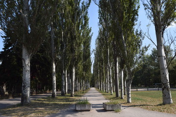 tree