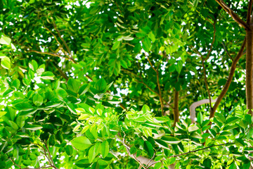 The branches and leaves are green on a white background,Clipping Path.