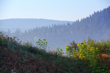 Sunflower on an early morning in a field in Carpatians