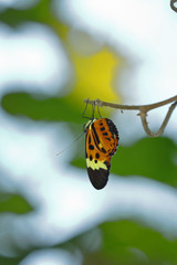 Heliconius Numata tarapotensis