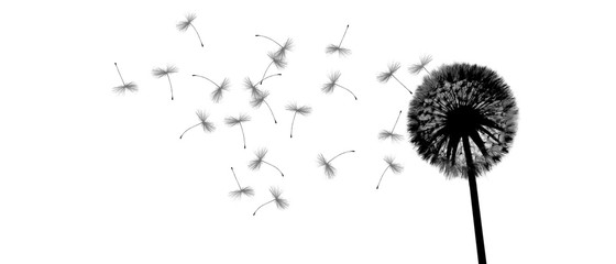 Obraz premium Piękny darmowy blowball