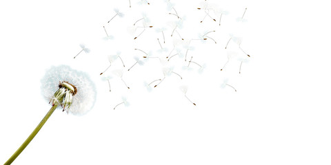 Schöne Pusteblume freigestellt