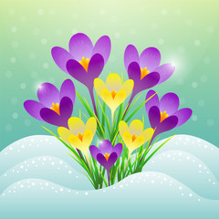 Vector drawing of the first spring crocus flowers in the snow