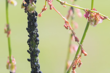 Aphid infestation of garden plants.