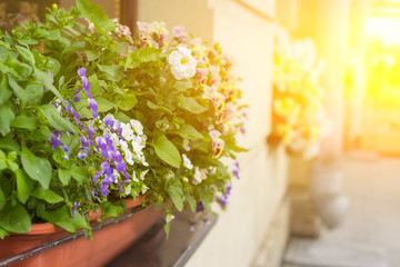 An outside basket filled with violet flowers