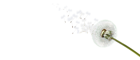 Schöne Pusteblume freigestellt