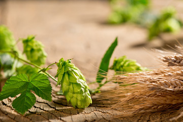 Hop Cones with Barley on the Woden Desk