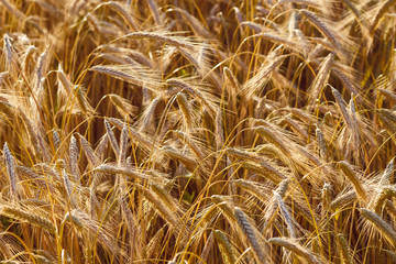Spelt (Triticum spelta), also known as dinkel wheat or hulled. Cereal. Grain crop, species of the...