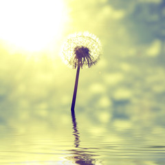 Schöne Pusteblume beim Sonnenuntergang