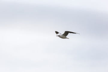 Flying seagll over the northern sea