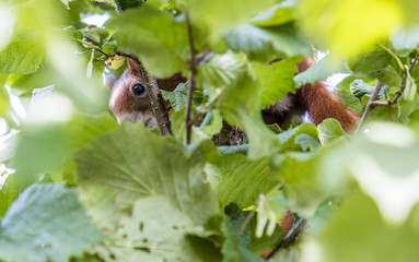 Squirrel hiding in a walnut tree