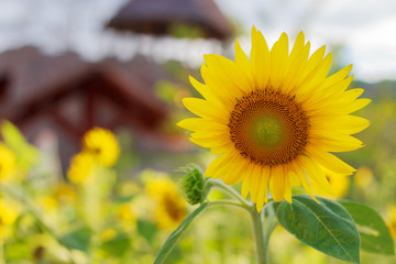 Close up beautiful sunflower in the garden