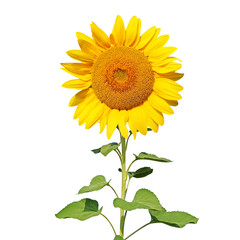 Fototapeta premium Sonnenblume auf weissem Hintergrund
